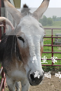 严重家暴多长时间能离婚(老公经常家暴,可以离婚吗)