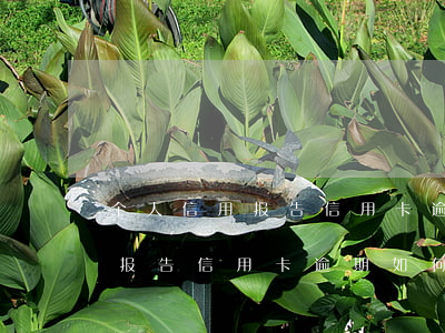 个人信用报告信用卡逾期如何看-个人信用报告信用卡逾期如何看出来