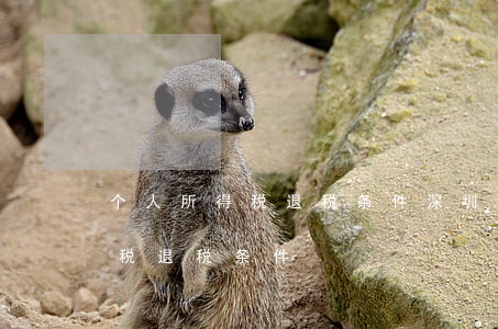个人所得税退税条件(深圳2021个人所得税退税条件)