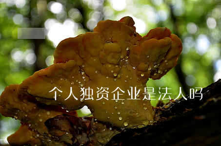 个人独资企业是法人吗