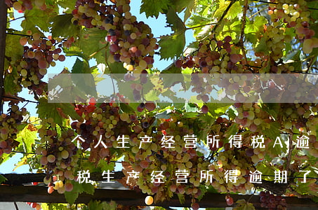 个人生产经营所得税A逾期申报-个人所得税生产经营所得逾期了怎么办