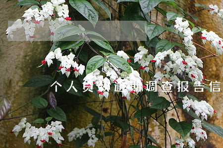 个人贷款逾期调查报告(信贷自查报告)