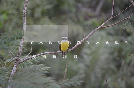 个人转租合同(个人转租合同签订后乙方可以反悔退租吗)