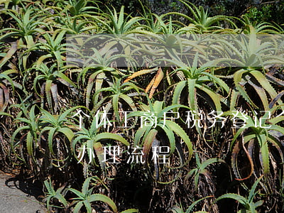 个体工商户税务登记(个体工商户税务登记证办理流程)