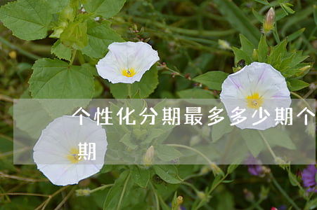 个性化分期最多多少期(个性化分期最多多少期)