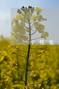 个性化分期沟通技巧 个性化分期定义