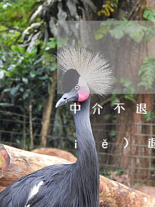 中介不退押金起訴書(shū)怎么寫(xiě)(退還押金訴訟書(shū))
