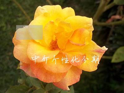 中介个性化分期