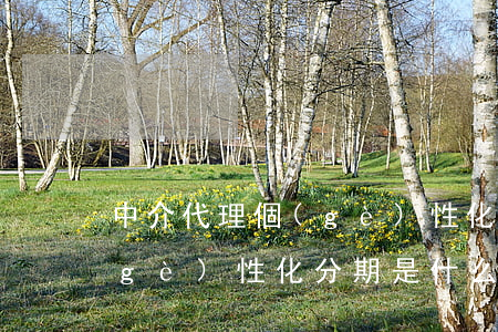 中介代理個(gè)性化分期(中介代理個(gè)性化分期是什么)