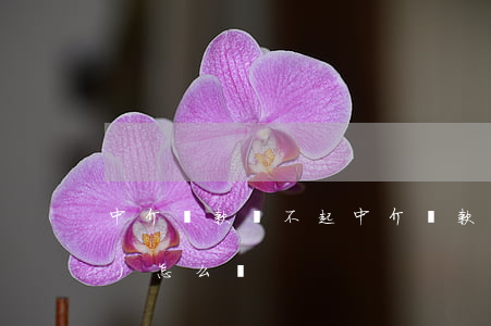 中介貸款還不起(中介貸款還不起會(huì)怎么樣)