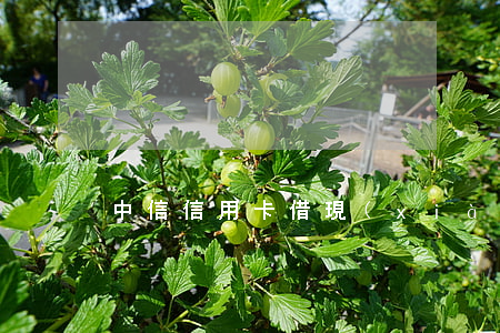 中信信用卡借現(xiàn)金逾期怎么辦