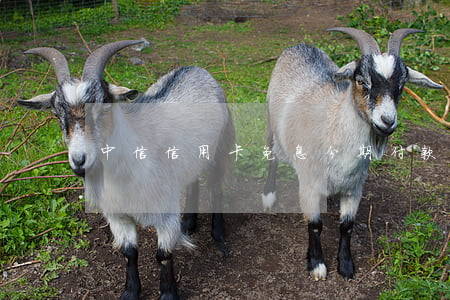 中信信用卡免息分期付款
