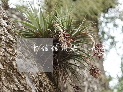 中信信用卡兩天算逾期嗎(信用卡 逾期 兩天)