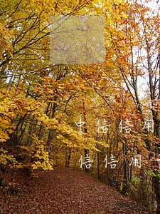 中信信用卡分期逾期了凍結(jié)了(中信信用卡分期逾期了凍結(jié)了銀行卡)