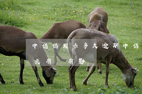 中信信用卡多久逾期(中信銀行信用卡逾期一天有沒有影響?)