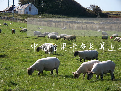 中信信用卡多长算逾期(中信银行 信用卡 逾期)