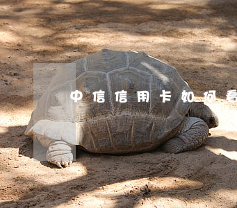 中信信用卡如何看是否逾期