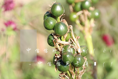 中信信用卡消費(fèi)貸還不上怎么辦-中信信用卡消費(fèi)貸還不上怎么辦呢