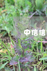 中信信用卡自動還款逾期一周