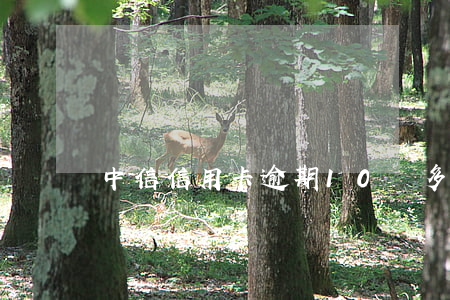 中信信用卡逾期10萬多久起訴