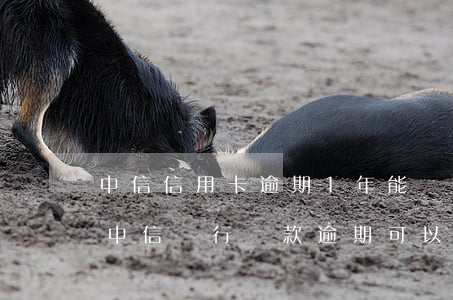 中信信用卡逾期1年能協(xié)商分期(中信銀行貸款逾期可以協(xié)商分期付款)