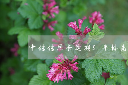 中信信用卡逾期5年协商成功案例