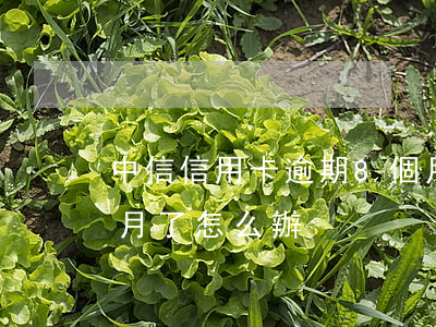 中信信用卡逾期8個月(中信信用卡逾期8個月了怎么辦?)