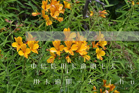 中信信用卡逾期七天會(huì)怎么樣(信用卡逾期一天會(huì)有不良記錄嗎)
