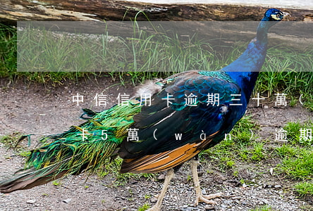 中信信用卡逾期三十萬(wàn)(中信信用卡5萬(wàn)逾期半年)