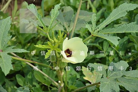 中信信用卡逾期三萬(wàn)能分60期嗎-中信銀行信用卡30000逾期半年需要還多少