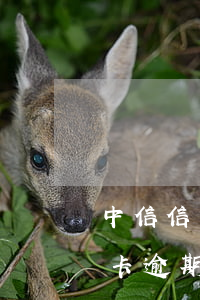 中信信用卡逾期上門了該怎么辦-中信信用卡 逾期
