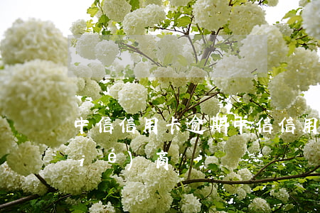 中信信用卡 逾期（中信信用卡逾期不好協(xié)商）
