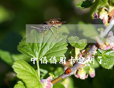 中信信用卡逾期了沒法還怎么辦