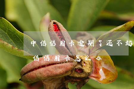 中信信用卡逾期了还不起了怎么办(还不上中信信用卡怎么办)