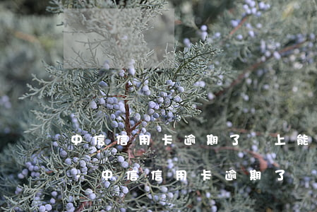 中信信用卡逾期了還上能繼續(xù)用嗎-中信信用卡逾期了還上能繼續(xù)用嗎