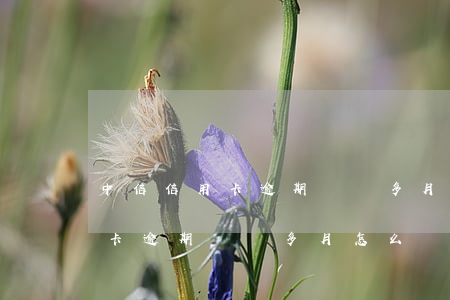 中信信用卡逾期兩個多月怎么辦-中信信用卡逾期兩個多月怎么辦理