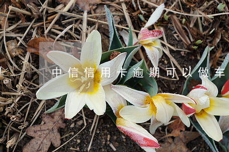 中信信用卡逾期可以做车贷吗