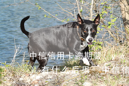 中信信用卡逾期嚴(yán)重會(huì)有什么后果-中信信用卡逾期嚴(yán)重會(huì)有什么后果嗎