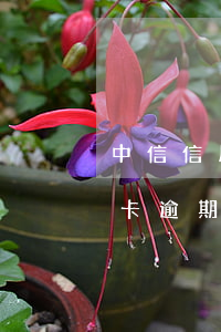 中信信用卡逾期好協(xié)商(中信信用卡逾期好協(xié)商解決嗎)