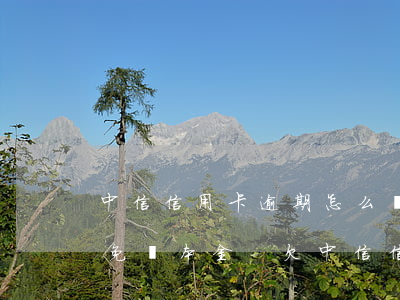 中信信用卡逾期怎么協(xié)商利息全免還本金-欠中信信用卡逾期協(xié)商分期不成功怎么辦