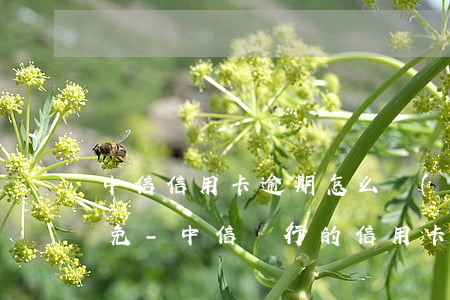 中信信用卡逾期怎么協(xié)商利息減免-中信銀行的信用卡逾期提醒或者減免工作