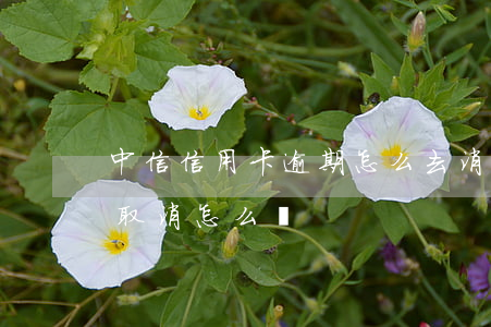 中信信用卡逾期怎么去消除(中信銀行信用卡取消怎么辦)