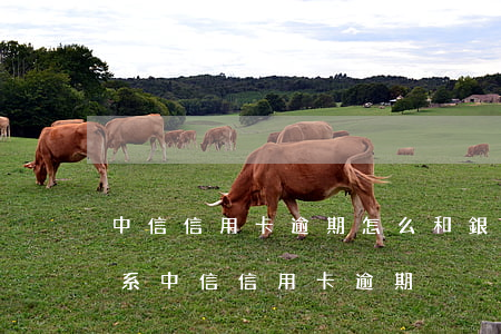 中信信用卡逾期怎么和銀行聯(lián)系(中信信用卡 逾期)