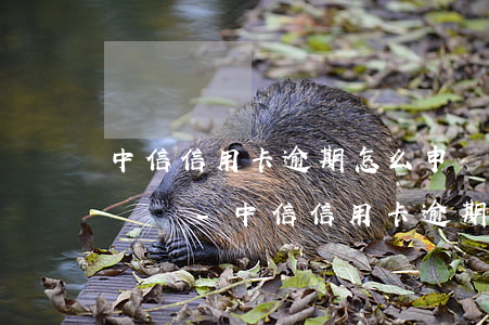 中信信用卡逾期怎么申請(qǐng)停息掛賬-中信信用卡逾期怎么申請(qǐng)停息掛賬的