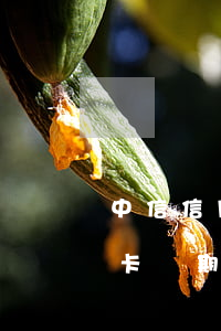 中信信用卡逾期扣中信儲蓄卡 中信銀行借記卡過期