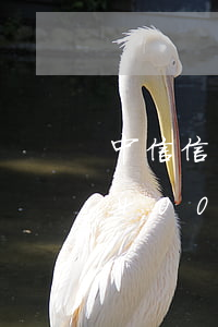 中信信用卡逾期接到律師函(中信銀行信用卡4000逾期,收到律師函)