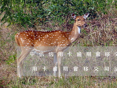 中信信用卡逾期會移交司法程序嗎-中信信用卡逾期會移交司法程序嗎知乎