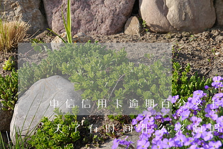 中信信用卡逾期百分之十(中信信用卡逾期十天了有时间什么影响吗?)