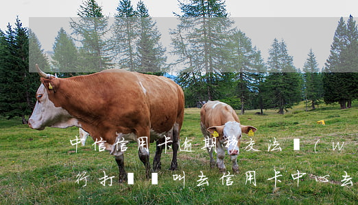 中信信用卡逾期移交法務(wù)部(中信銀行打電話叫去信用卡中心去處理逾期)