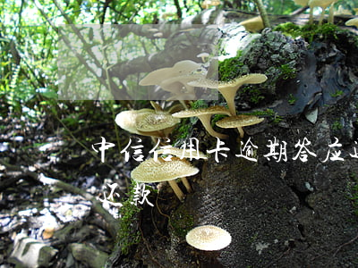 中信信用卡逾期答应还本金(中信信用卡逾期还款)